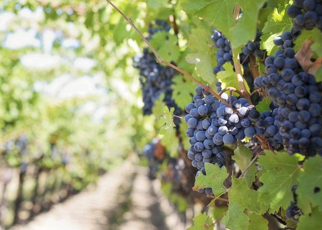 Vinos, Peru Destination Andes